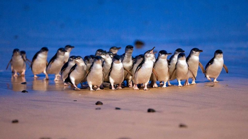 Penguin Parade